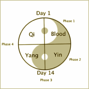 Cycle Phases in relation to Qi, Blood, Yin, and Yang